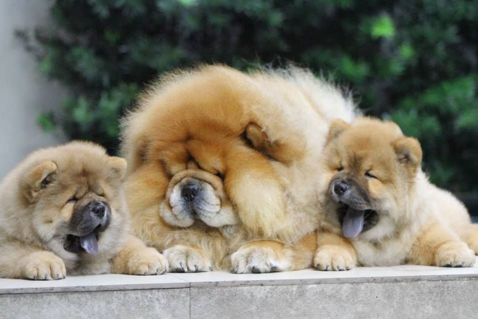 Chow chow 1